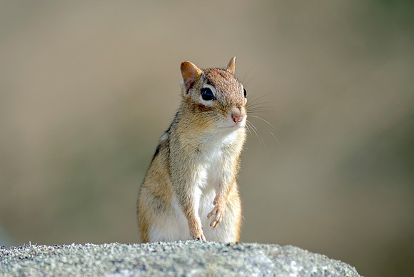 MR Eastern Chipmunk - Mount Agamenticus