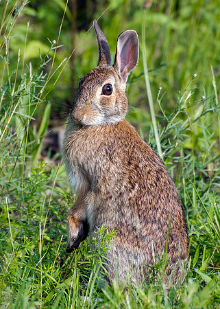 MR Cotton Tail Rabbit - Portrait