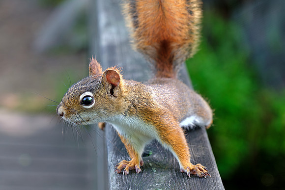MR American Red Squirrel - Close Up