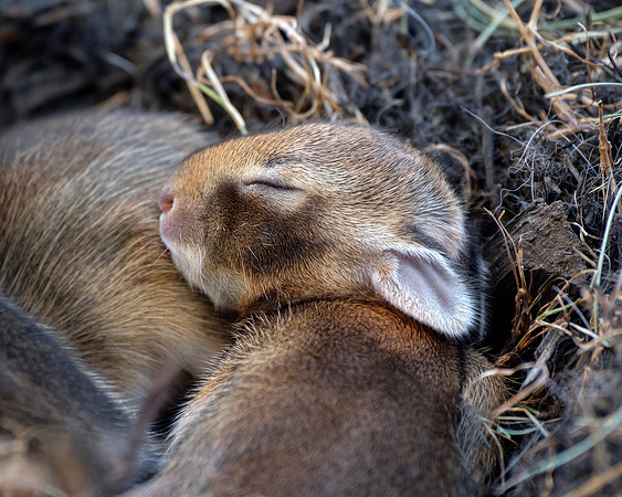 MR Cottontail - Baby Rabbit Sleeping II