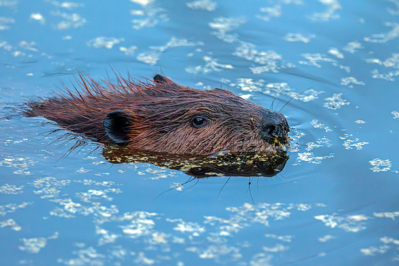 MR American Beaver In Water - Close Up
