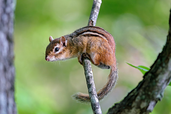 MR Eastern Chipmunk - Branch