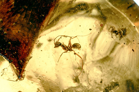 Ant Encased in Burmese Amber I