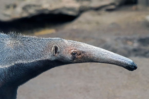 M Giant Anteater - Portrait
