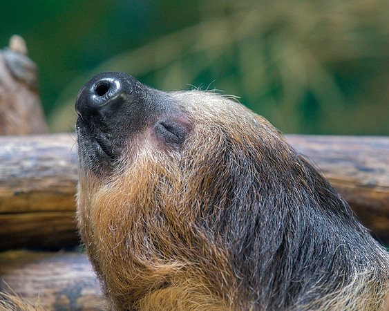 M Linne's Two-Toed Sloth - Portrait