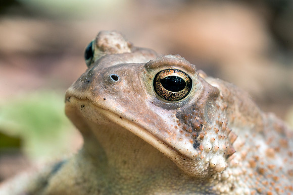 R Fowler's Toad
