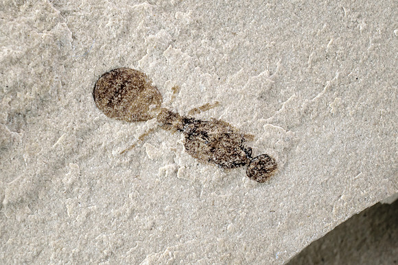 Fossilized Ant - Green River Formation  Close Up