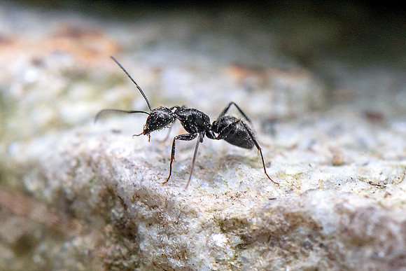 Black Carpenter Ant - Small