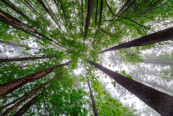 Forest Canopy From Below - Overcast Fog