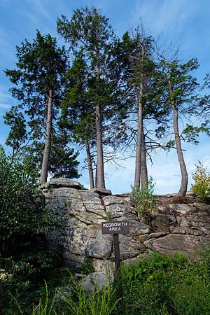 Mount Agamenticus Summit Regrowth Area