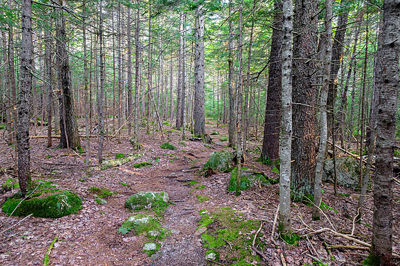 Mount Chocorua - Nickerson Ledge Trail