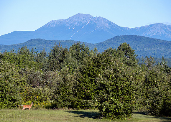 Mount Katahdin - White Tail Deer