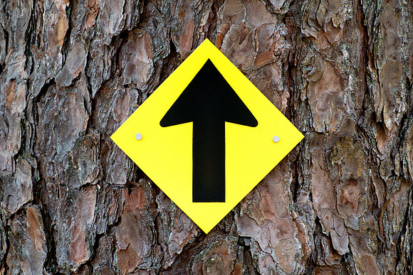 Trail Marker - Tree