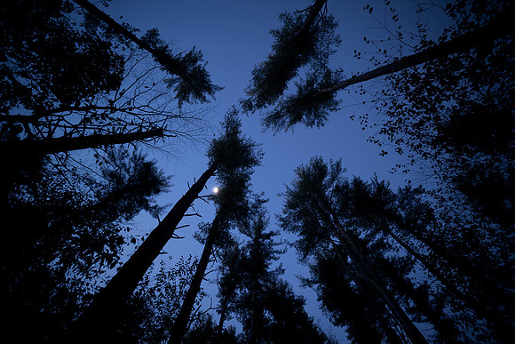 Woods at Night