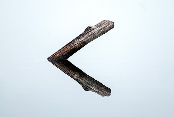 Downed Tree - Lake Reflection