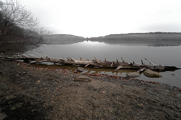 Dead Tree - Lake Shore