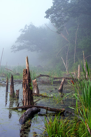 Massachusetts Wetland -Fog