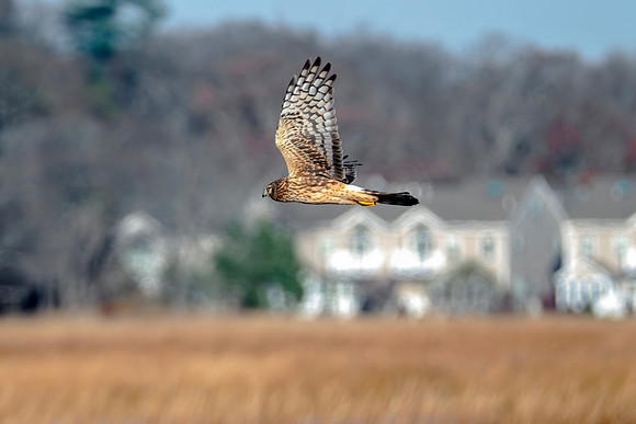 Northern Harrier - In Flight