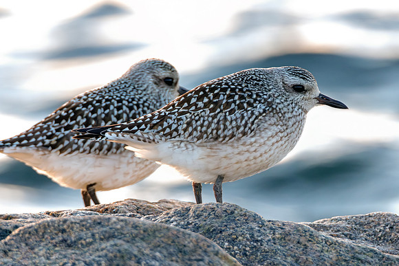 Black-bellied Plover - Pair Coastal Massachusetts