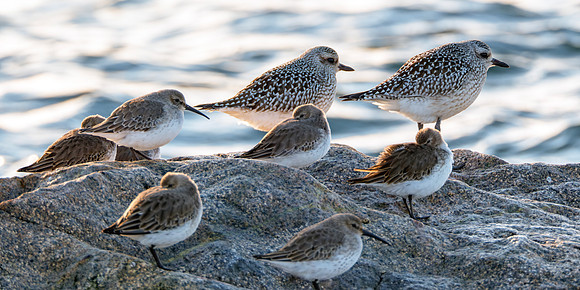 Black-Bellied Plovers and Dunlins - Massachusetts Coastline