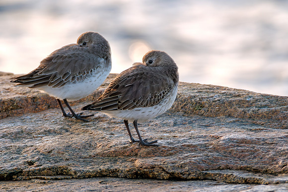 Dunlin Pair - Nuzzled Beaks