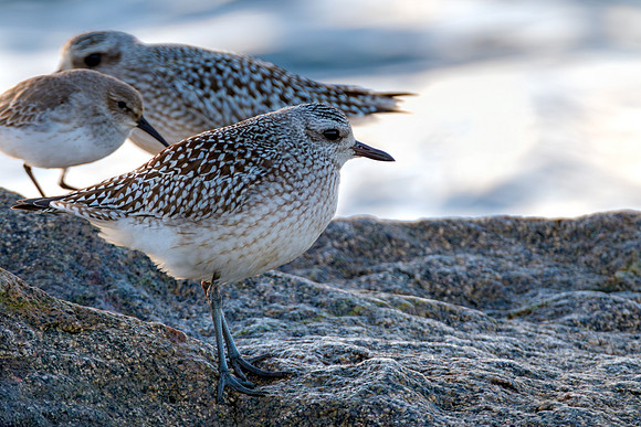Black-bellied Plover - Coastal Massachusetts