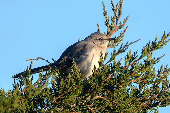 Northern Mockingbird - Morning Perched