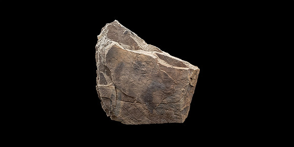 Fossilized Decidious Broadleaved Trees Leafs - Cretaceous Level