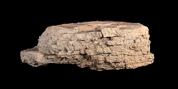 Fossilized Decidious Broadleaved Trees Leafs  - Cretaceous Level