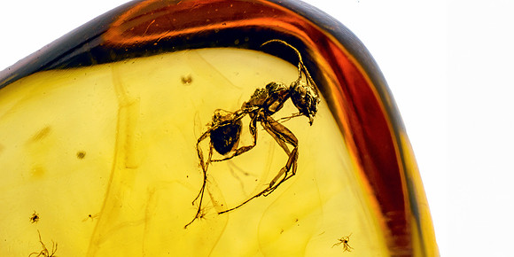 Ant - Baltic Amber