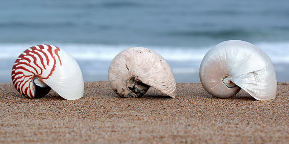Cymatoceras Ammonite Fossil - Two Modern Nautilus Shell