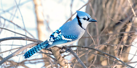 Blue Jay - Winter
