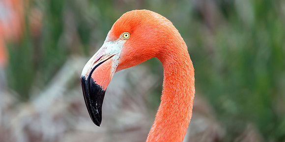 Caribbean Flamingo - Profile