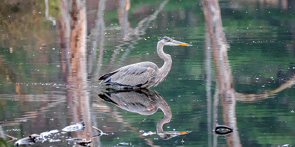 Great Blue Heron - Reflection