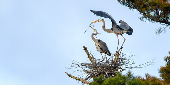 Great Blue Herons - Nest Building