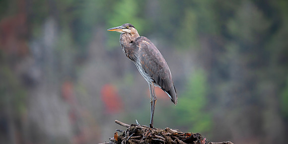 Great Blue Heron - Woodlands