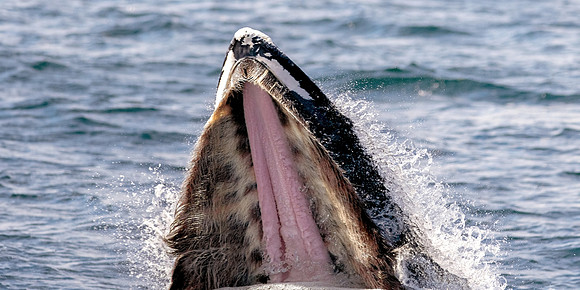Humpback Whale Feeding