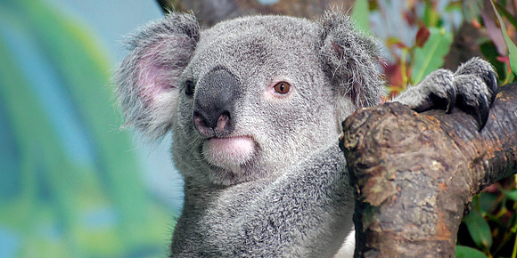 Koala Bear - Portrait 2