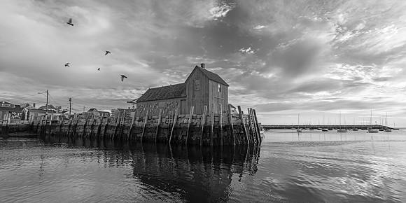 Motif #1 - Rockport Birds BW