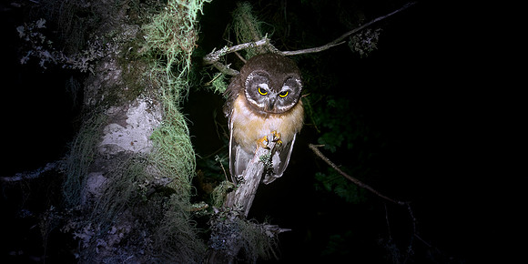 Northern Saw-Whet Owl - Night