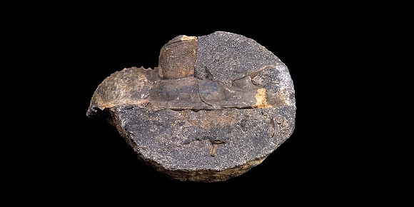 Trilobite - Fenestraspis amauta
