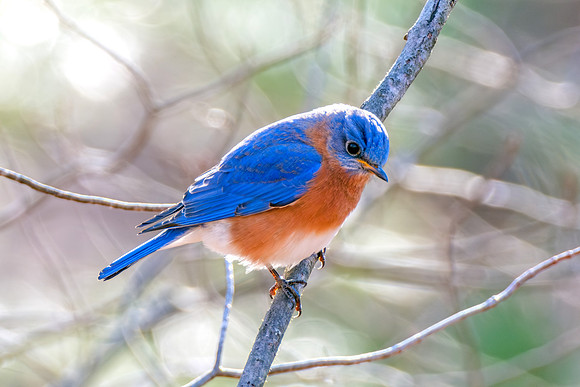 Eastern Bluebird - Backlit