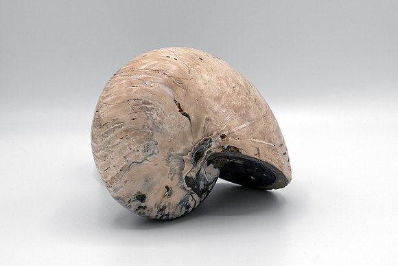 Cymatoceras Ammonite Fossil - Display White