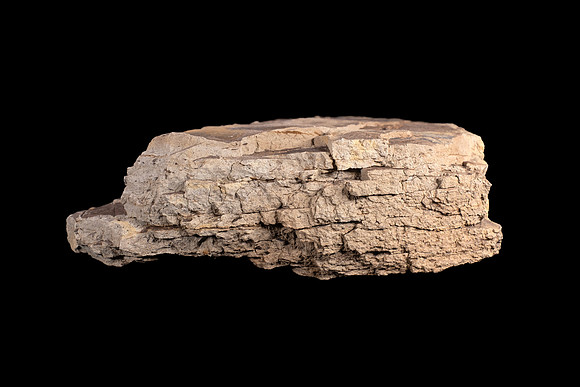 Fossilized Decidious Broadleaved Trees Leafs  - Cretaceous Level