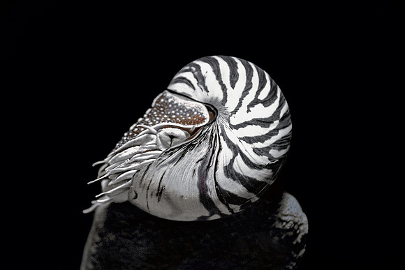 Chambered Nautilus (Nautilus Pompilius)