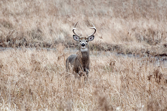 M Northern White Tailed Deer - Buck