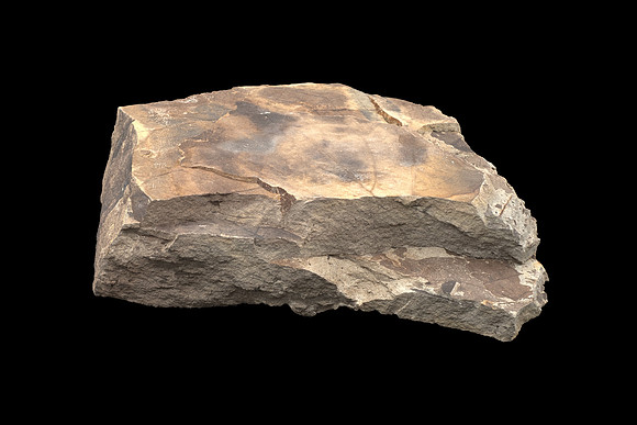 Fossilized Decidious Broadleaved Trees Leafs - Cretaceous Level