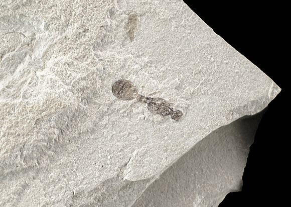 Fossilized Ant - Green River Formation III