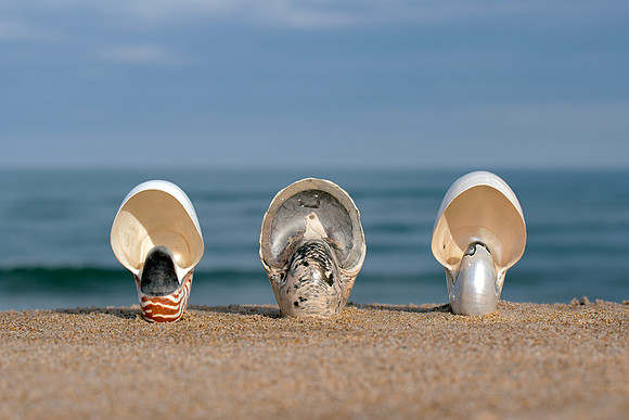 Cymatoceras Ammonite Fossil - Two Modern Nautilus Shell - Ventra