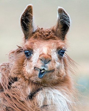 M LLAMA